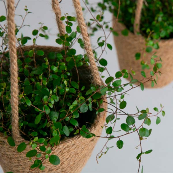 Jute | Korg i Natur